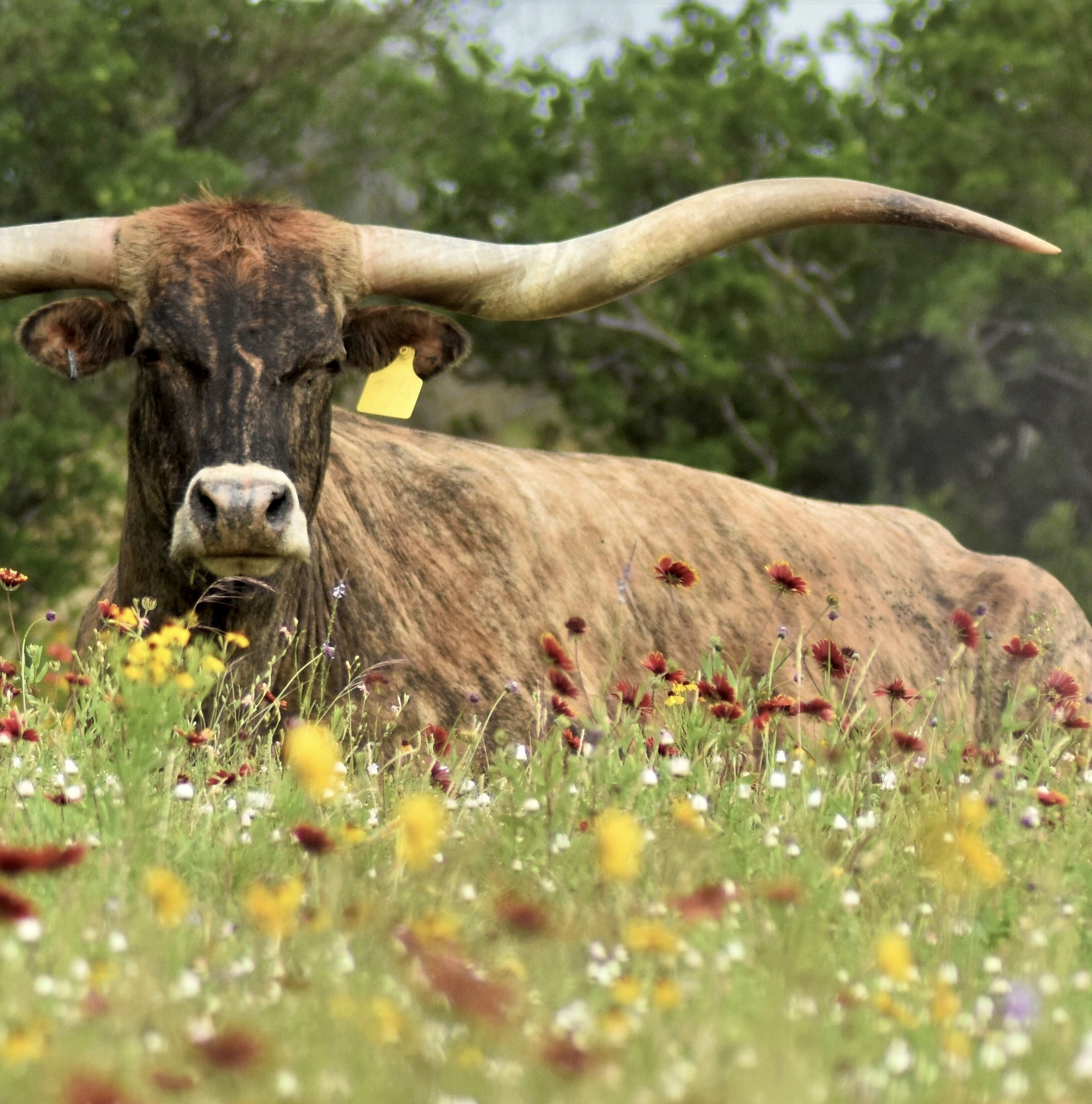 Longhorns